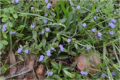 Cyanotis tuberosa var. adscendens